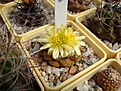 Нажмите на изображение для увеличения.

Название:	Copiapoa barquitensis.JPG
Просмотров:	207
Размер:	81.7 Кб
ID:	360420