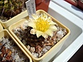 Нажмите на изображение для увеличения.

Название:	Copiapoa paposoensis.JPG
Просмотров:	195
Размер:	64.6 Кб
ID:	360421