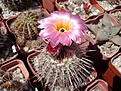 Нажмите на изображение для увеличения.

Название:	Notocactus rutilans.JPG
Просмотров:	211
Размер:	95.4 Кб
ID:	360422