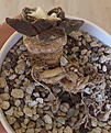 Нажмите на изображение для увеличения.

Название:	Ariocarpus fissuratus.jpg
Просмотров:	265
Размер:	238.1 Кб
ID:	360440