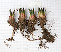 Нажмите на изображение для увеличения.

Название:	Ariocarpus_bravoanus.jpg
Просмотров:	235
Размер:	203.8 Кб
ID:	360441