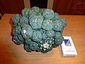 Нажмите на изображение для увеличения.

Название:	P1010714_.jpg
Просмотров:	323
Размер:	226.3 Кб
ID:	360452