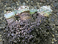 Нажмите на изображение для увеличения.

Название:	Lophophora_ diffusa_koehresii .jpg
Просмотров:	234
Размер:	170.0 Кб
ID:	360455