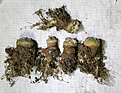 Нажмите на изображение для увеличения.

Название:	Lophophora_ diffusa_koehresii_ .jpg
Просмотров:	231
Размер:	176.3 Кб
ID:	360456