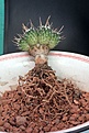 Нажмите на изображение для увеличения.

Название:	Echinofossulocactus phyllacanthus “grandicornis” SB437_4.15.JPG
Просмотров:	248
Размер:	82.9 Кб
ID:	360469