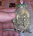 Нажмите на изображение для увеличения.

Название:	Ariocarpus_kotschoubeyanus.jpg
Просмотров:	239
Размер:	152.3 Кб
ID:	360471