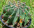Нажмите на изображение для увеличения.

Название:	Ferocactus_horridus-16-SAM-DSC_0039-Posilka-01.jpg
Просмотров:	369
Размер:	153.6 Кб
ID:	360488