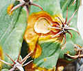 Нажмите на изображение для увеличения.

Название:	Ferocactus_horridus-16-SAM-DSC_0009-Posilka-02.jpg
Просмотров:	319
Размер:	175.4 Кб
ID:	360493