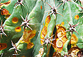 Нажмите на изображение для увеличения.

Название:	Ferocactus_horridus-16-SAM-DSC_0011-Posilka-03.jpg
Просмотров:	325
Размер:	225.2 Кб
ID:	360494