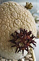 Нажмите на изображение для увеличения.

Название:	Pseudolithos_migiurtinus_7y.JPG
Просмотров:	194
Размер:	80.4 Кб
ID:	360512