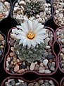 Нажмите на изображение для увеличения.

Название:	Strombocactus disciformis.jpg
Просмотров:	185
Размер:	179.1 Кб
ID:	360523