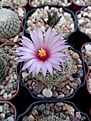 Нажмите на изображение для увеличения.

Название:	Mammillaria wrightii v. wilcoxii.jpg
Просмотров:	184
Размер:	180.6 Кб
ID:	360524