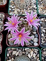 Нажмите на изображение для увеличения.

Название:	Mammillaria blossfeldiana.jpg
Просмотров:	176
Размер:	228.3 Кб
ID:	360525