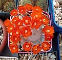Нажмите на изображение для увеличения.

Название:	Aulostera albipilosa.jpg
Просмотров:	200
Размер:	250.8 Кб
ID:	360526