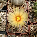 Нажмите на изображение для увеличения.

Название:	Astrophytum coahuilense.jpg
Просмотров:	211
Размер:	164.3 Кб
ID:	360527