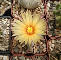 Нажмите на изображение для увеличения.

Название:	Astrophytum coahuilense.jpg
Просмотров:	192
Размер:	164.3 Кб
ID:	360527