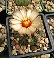 Нажмите на изображение для увеличения.

Название:	Astrophytum asterias hybr..jpg
Просмотров:	206
Размер:	176.0 Кб
ID:	360528