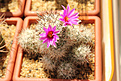 Нажмите на изображение для увеличения.

Название:	Mammillaria schumannii L048.jpg
Просмотров:	163
Размер:	191.5 Кб
ID:	360551