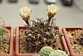 Нажмите на изображение для увеличения.

Название:	Gymnocalycium schickendantzii.jpg
Просмотров:	157
Размер:	201.0 Кб
ID:	360552