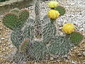 Нажмите на изображение для увеличения.

Название:	polyacantha.JPG
Просмотров:	396
Размер:	216.5 Кб
ID:	360609
