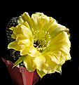 Нажмите на изображение для увеличения.

Название:	Echinopsis-hybrid..jpg
Просмотров:	461
Размер:	274.6 Кб
ID:	360762