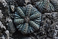 Нажмите на изображение для увеличения.

Название:	Aztekium ritterii f.pentacostatum Sra.Animas,NL 2.jpg
Просмотров:	1656
Размер:	332.7 Кб
ID:	360769