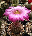 Нажмите на изображение для увеличения.

Название:	Echinocereus bristoli v. pseudopectinatus.jpg
Просмотров:	161
Размер:	134.3 Кб
ID:	360871