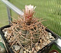 Нажмите на изображение для увеличения.

Название:	Gymnocalycium cardenasianum.jpg
Просмотров:	158
Размер:	147.1 Кб
ID:	360872