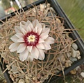 Нажмите на изображение для увеличения.

Название:	Gymnocalycium cardenasianum (2).jpg
Просмотров:	160
Размер:	96.2 Кб
ID:	360873