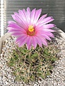 Нажмите на изображение для увеличения.

Название:	Coryphantha_macromeris_SB841_10y.JPG
Просмотров:	224
Размер:	201.0 Кб
ID:	360877