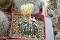 Нажмите на изображение для увеличения.

Название:	Astrophytum CAPAS x A. asterias hybr. x Super Kabuto.jpg
Просмотров:	200
Размер:	311.5 Кб
ID:	360885