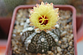 Нажмите на изображение для увеличения.

Название:	Astrophytum CAPAS x A. asterias hybr. x Super Kabuto-2.jpg
Просмотров:	164
Размер:	412.6 Кб
ID:	360886