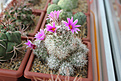 Нажмите на изображение для увеличения.

Название:	Mammillaria schumannii L048 San Jose del Cabo-1.jpg
Просмотров:	210
Размер:	464.1 Кб
ID:	360889