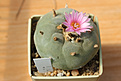 Нажмите на изображение для увеличения.

Название:	Cactus_l.frichii.jpg
Просмотров:	205
Размер:	346.6 Кб
ID:	360890