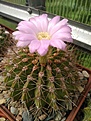 Нажмите на изображение для увеличения.

Название:	Acanthocalycium violaceum.jpg
Просмотров:	183
Размер:	193.4 Кб
ID:	360930