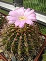 Нажмите на изображение для увеличения.

Название:	Acanthocalycium violaceum.jpg
Просмотров:	146
Размер:	193.4 Кб
ID:	360930