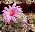 Нажмите на изображение для увеличения.

Название:	Mammillaria boolii.jpg
Просмотров:	199
Размер:	267.5 Кб
ID:	360933