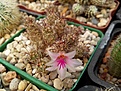 Нажмите на изображение для увеличения.

Название:	Mammillaria yaquensis.jpg
Просмотров:	201
Размер:	312.4 Кб
ID:	360934