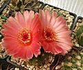 Нажмите на изображение для увеличения.

Название:	Notocactus ottonis v. vencluianus.jpg
Просмотров:	196
Размер:	186.9 Кб
ID:	360935