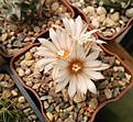Нажмите на изображение для увеличения.

Название:	Turbinicarpus schmedkianus v. schwarzii.jpg
Просмотров:	198
Размер:	156.3 Кб
ID:	360936