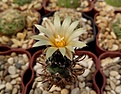 Нажмите на изображение для увеличения.

Название:	Turbinicarpus schwarzii v. rubriflorus.jpg
Просмотров:	159
Размер:	228.5 Кб
ID:	360937