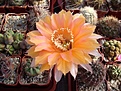 Нажмите на изображение для увеличения.

Название:	Echinopsis hybr. Afterglow.JPG
Просмотров:	398
Размер:	83.3 Кб
ID:	361026