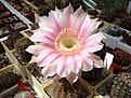 Нажмите на изображение для увеличения.

Название:	Echinopsis hybr. Marathon.JPG
Просмотров:	467
Размер:	76.0 Кб
ID:	361027