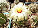 Нажмите на изображение для увеличения.

Название:	Astrophytum senile x capas.jpg
Просмотров:	155
Размер:	286.3 Кб
ID:	361070
