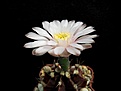 Нажмите на изображение для увеличения.

Название:	Gymnocalycium friedrichi.jpg
Просмотров:	155
Размер:	142.0 Кб
ID:	361071