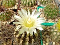 Нажмите на изображение для увеличения.

Название:	Neochilenia taltalensis.jpg
Просмотров:	143
Размер:	295.3 Кб
ID:	361073