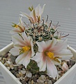 Нажмите на изображение для увеличения.

Название:	Mammillaria_louisae_SB1899_3y.JPG
Просмотров:	147
Размер:	109.5 Кб
ID:	361074