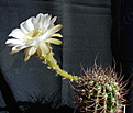 Нажмите на изображение для увеличения.

Название:	Echinopsis leucantha VG383.JPG
Просмотров:	138
Размер:	244.3 Кб
ID:	361145