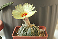Нажмите на изображение для увеличения.

Название:	Astrophytum CAPAS x A. asterias hybr. x Super Kabuto.jpg
Просмотров:	169
Размер:	389.2 Кб
ID:	361337
