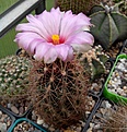 Нажмите на изображение для увеличения.

Название:	Thelocactus bicolor v. schottii.jpg
Просмотров:	188
Размер:	264.3 Кб
ID:	361382